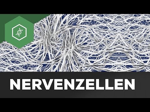 Nerve cell explained simply: Structure & function