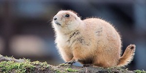 Gaufre, a Gopher browser in your Web browser