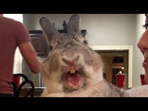 The Giant Rabbit