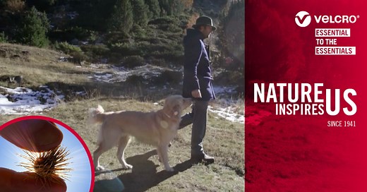 A Mind-Blowing Biomimicry Example | VELCRO® Brand Blog