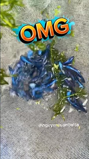 Catching wild alien betta fish#bettafishtank #wildbetta