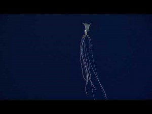 New Bigfin Squid footage (magnapinna squid) - November 2021