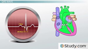 Electrocardiogram (ECG): Definition & Wave Types