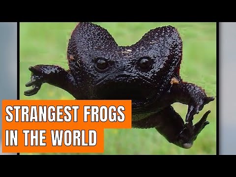 Discover The Strangest Frogs In The World