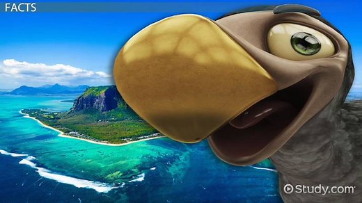 Dodo Bird | Overview, Facts & Extinction