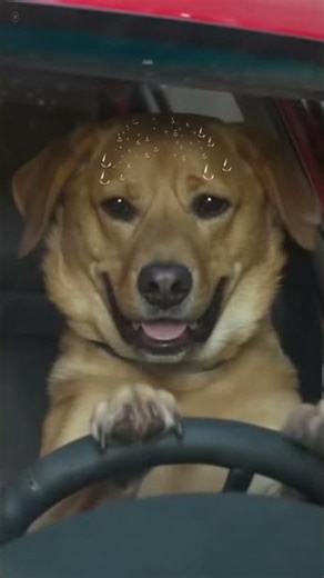 Parking is ruff! 🐶🚘😤