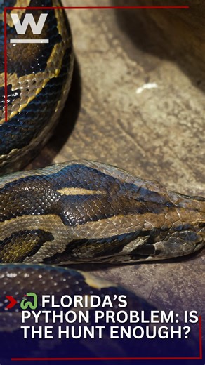 Florida has a python problem. Since 2000, more than 23,000 Burmese pythons have been removed from the state — and that’s just a fraction of what’s out there. At our recent WINK Listens event, John Gilbride told us he believes the annual hunt doesn’t go far enough. His idea? Year-round bounties for snakes and even their eggs to protect native species in the Everglades and beyond. Do you think more should be done to control the python invasion? 🐊🌿 #FloridaWildlife #Everglades #BurmesePythons #WI
