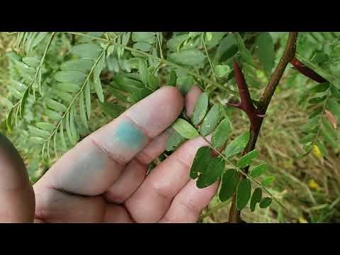 ID That Tree: Honey Locust