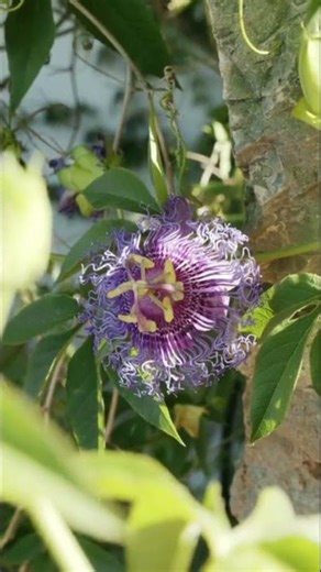 This flower looks engineered by aliens 👽🌸