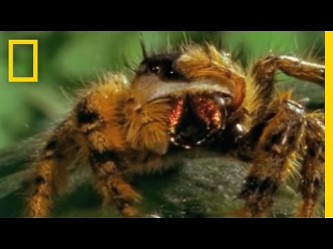 Bee vs. Jumping Spider | National Geographic