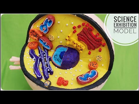 How to Make an Animal Cell 3D Model Project for Science Exhibition