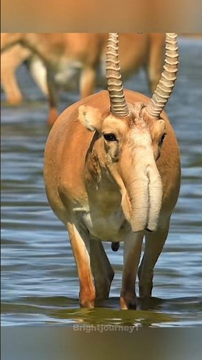 This Alien-Looking Animal Is Going Extinct | Saiga Antelope #reels #facts