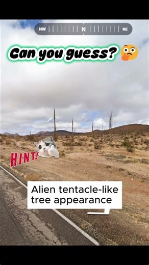 This alien-looking tree reveals the region! (Landscape) 🌍 #GeoGuessr