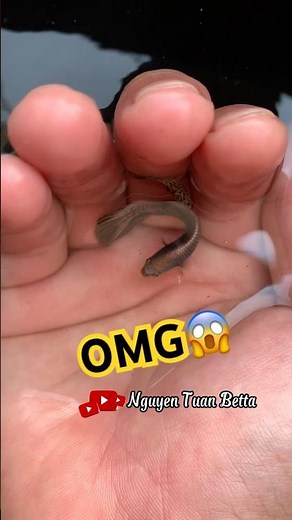 wild betta alien longtail growing up👽#bettafishtank #wildbetta