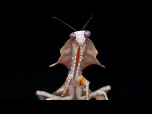 Alien Like Bugs - Bugs That Look Like They Belong On Another Planet |