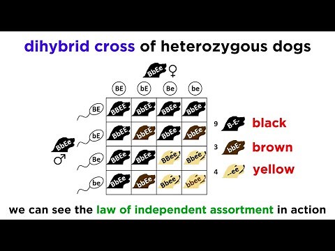 Beyond Mendelian Genetics: Complex Patterns of Inheritance