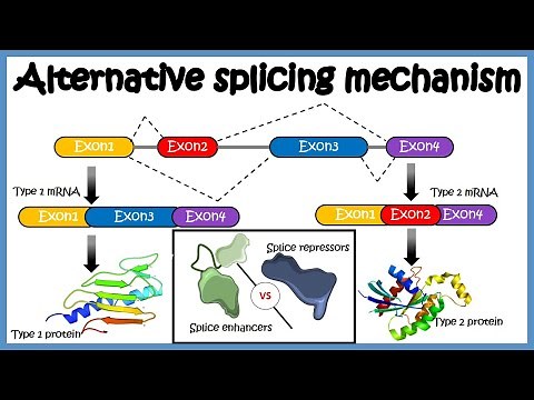 Alternative splicing ( mechanism and its regulation )