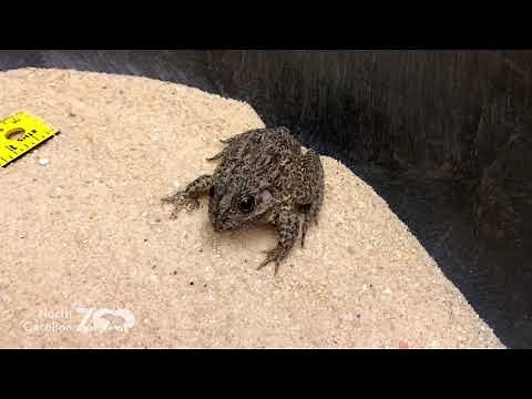 Frog Jumping Contest