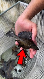 Alien Fish #Fish #animals | RAWWFishing