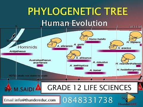 phylogenetic tree in detail: grade 12 life sciences, human evolution | ThunderEDUC | M.saidi