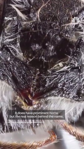 Researchers in Australia discover the 'Lucifer' bee