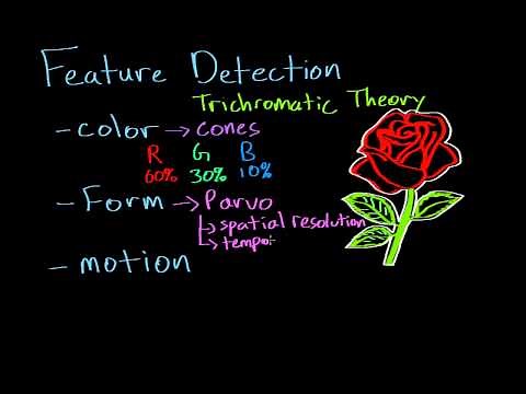 Vision: Feature Detection & Parallel Processing