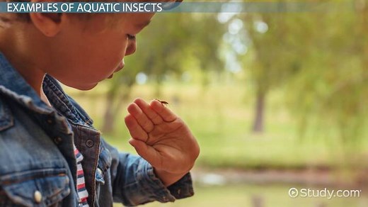 Aquatic Insects | List, Examples & Adaptations
