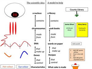 Genes and inheritance teaching resources - the science teacher