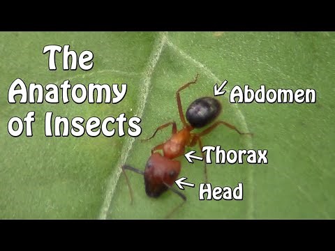 The Anatomy of Insects