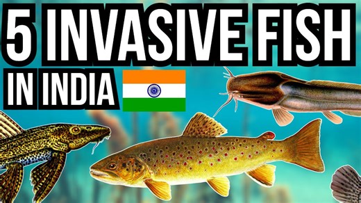 5 Invasive and Alien Fish In India