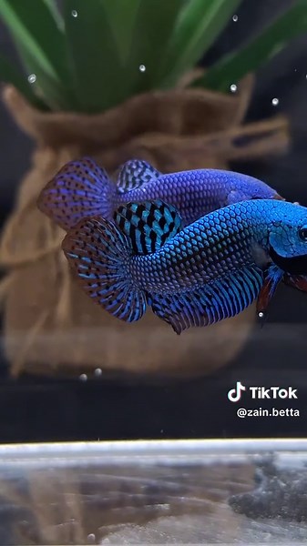 Alien Wild Betta: Unveiling the Extraordinary World of Betta Fish