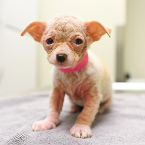 Watch this mini 'alien' turn into a furry, feisty dog! | The Dodo