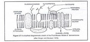 Models of membrane structure