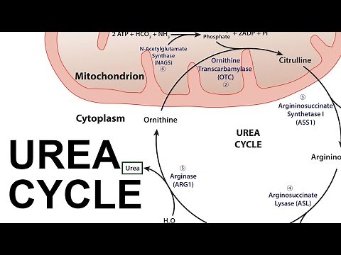 Urea Cycle