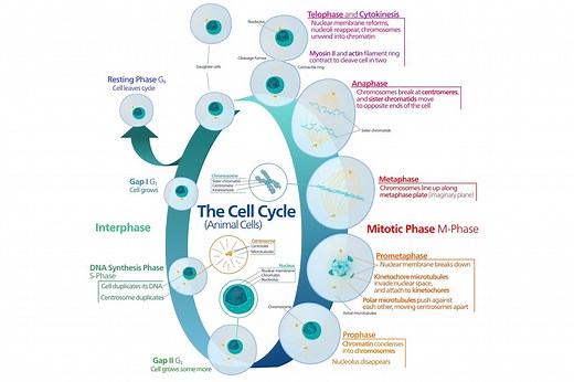 The Cell Cycle of Growth