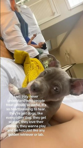 i wish i could js adopt every animal thats not being treated fairly||#shorts #pitbull #animals