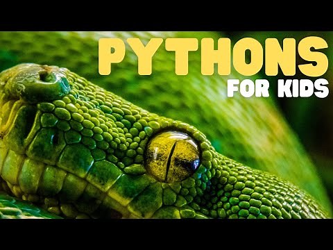 Pythons for Kids | Learn all about these giant serpents!