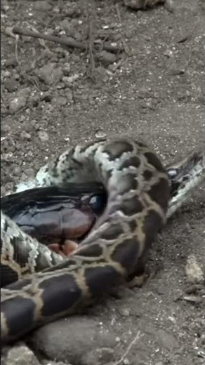 Nature Raw || Indigo Snake Eats Python in Real Battle