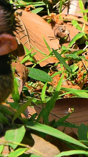 Fear-Filled Newborn Walks Crying for Mom’s Return | Alien TV