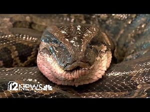 WILD: Bobcat kills python