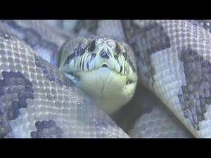 Giant Pythons Are Attacking Indonesian People | Los Angeles Times