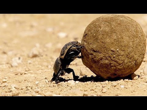 Dung Beetle Rolls Enormous Dung Ball with Difficulty (4K)