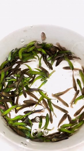 Exploring the Unique Female Alien Betta Fish