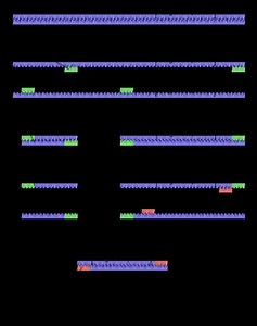 Nested polymerase chain reaction - Alchetron, the free social encyclopedia