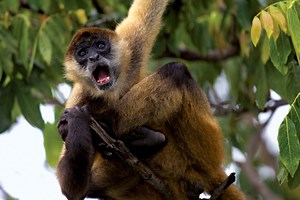 Spider monkey | Primate Behavior & Adaptations | Britannica