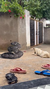 Big snack and god python | Mr.Tatiwal experiments