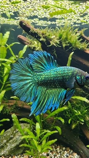 Rare Emerald Green Alien Betta Fish | Stunning Metallic Scales 🐉✨ #betta #lifeisbutadream #bettafish