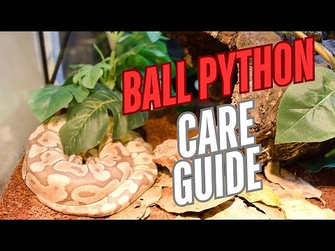 The ULTIMATE Ball Python Guide: Everything You Need to Know!