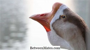 차이점 Jtextpane과 jtextarea의 차이점 - 다른 사람 2026