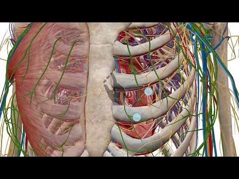 Zooming, dissecting, and rotating the 3D model | Human Anatomy Atlas